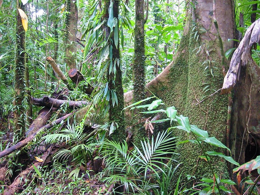 Daintree rainforest