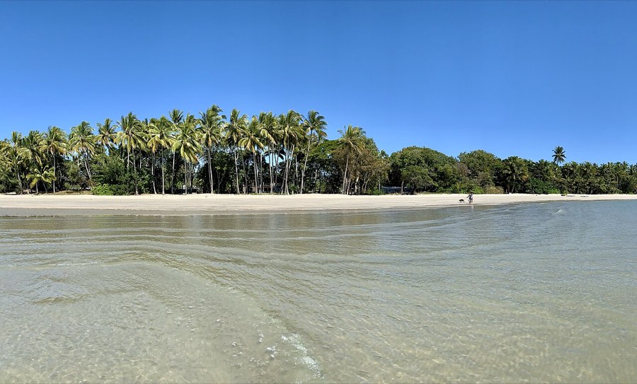 Palms along the sand at Four Mile Beach
