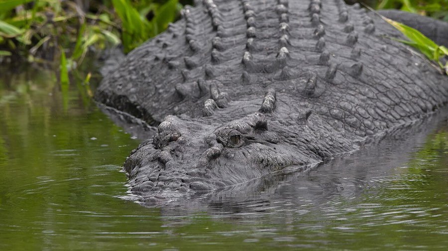 Saltwater crocodile