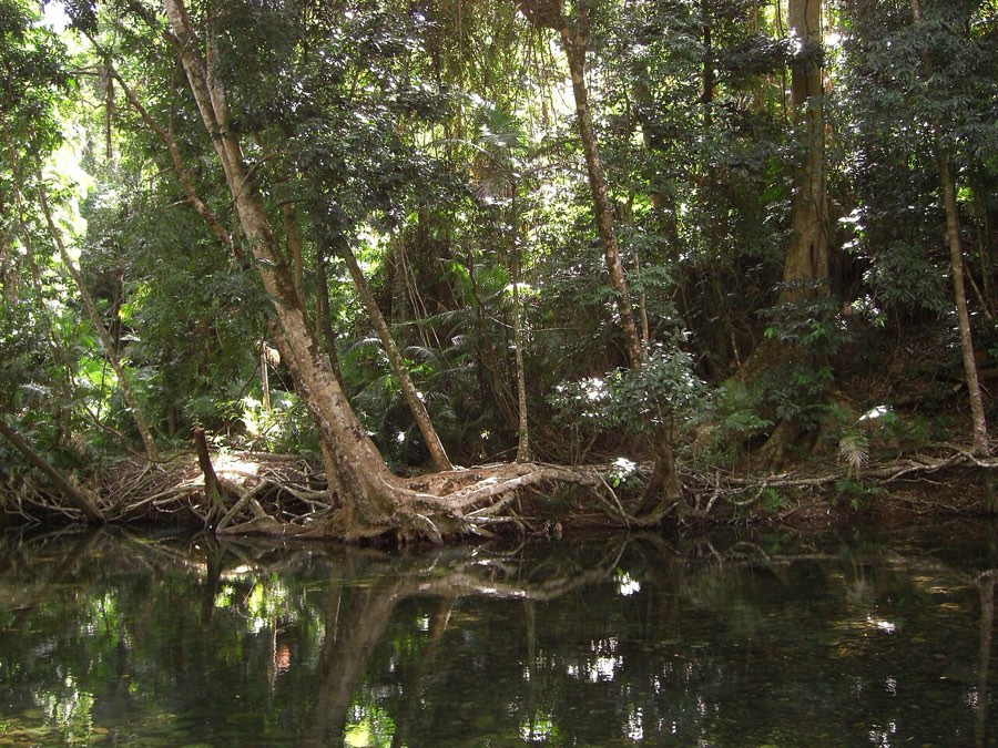 Rainforest creek