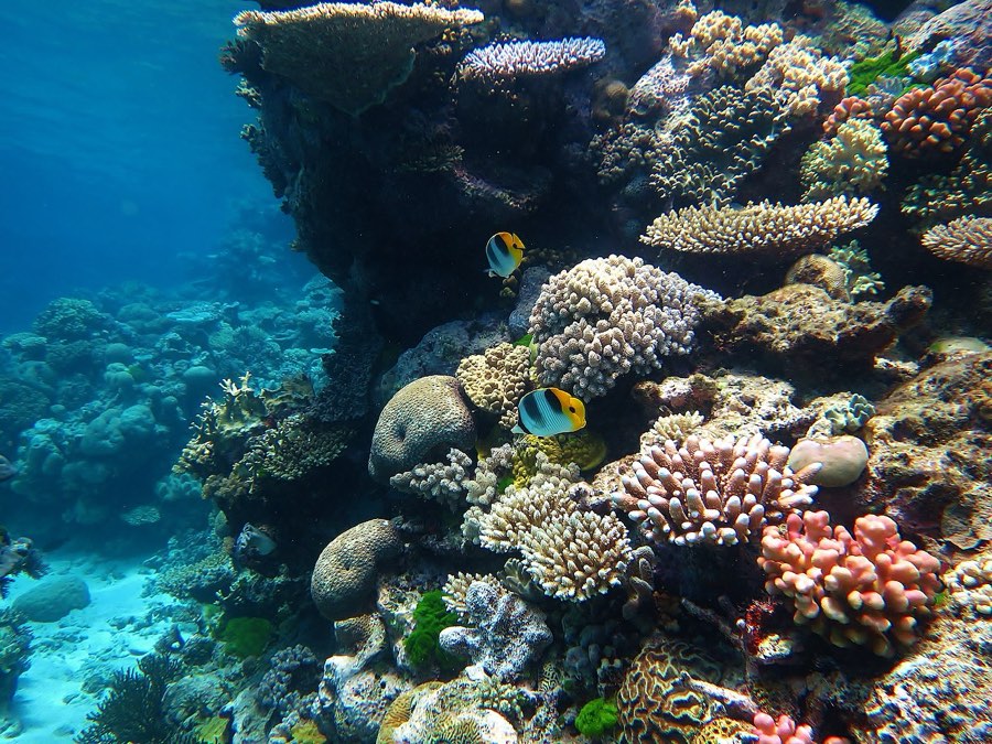 The Great Barrier Reef