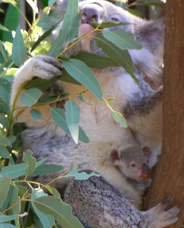 Koala with young